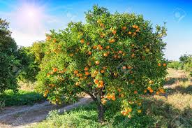 Der april war zu kalt und zu wenig regen, dass klima auf dieser welt ist verückt ich habe. Ppiger Orangenbaum Mit Saftigen Fruchten Im Garten Unter Sonnenlicht Lizenzfreie Fotos Bilder Und Stock Fotografie Image 70036937