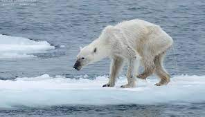 We offer an extraordinary number of hd images that will instantly freshen up your smartphone or computer. Polar Bear Data Src Baby Polar Bear Wallpaper For Polar Bear In Real Life 2000x1151 Wallpaper Teahub Io