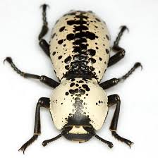 Ironclad Beetle Zopherus Nodulosus Haldemani Horn This Strikingly Patterned American Beetle Blends Into The Branches And Bark O Insects Beetle Weird Animals
