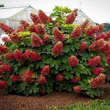 Ruby Slippers Hydrangea Planting Hydrangeas Hydrangea Care Hydrangea Quercifolia