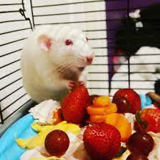 We did not find results for: Rattie Over Excited About A Strawberry Rats