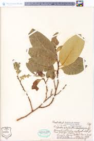 Image result for Drypetes sclerophylla