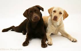 Black And White Labrador Retriever White Labrador Retriever Chocolate Lab Dogs Labrador Retriever Labrador Labrador Dog