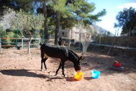 Donkey Weight Part 2 Equus Asinus