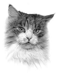 Pencil Drawing Cat Art Animal Art Cat Drawing