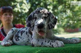 Luizador Sapfir Great Dane Great Dane Dogs Great Dane Rescue