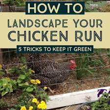 If you let your chickens have free run of the garden, as many people do, it might be time to put them in their coop for a while. Plants For Chicken Coop Runs Landscape For Shade And Forage Hawk Hill