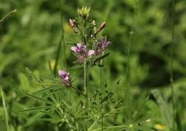 Image result for Cleome hirta
