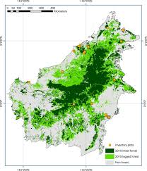 long term carbon sink in borneo's