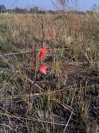 Image result for Gladiolus melleri
