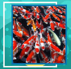 Ikan koi termasuk salah satu hewan omnivora,yaitu pemakan segala,namun kusus untuk ikan koi budidaya,supaya gizi dan vitamin lebih lengkap,kita bisa berikan pakan berupa pelet sebab pelet inilah pakan ternak yang kandungan. Cara Budidaya Ikan Koi Mister Koi Kendal