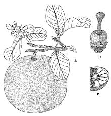 Image result for Citrus maxima