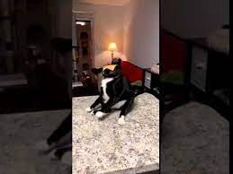 Cat Falls Off Table After Owner Flings Cheese Slice At Face 1027688 Youtube Cats Face Dogs