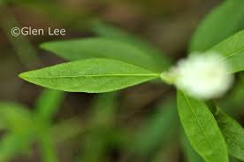 Image result for Polygala senensis