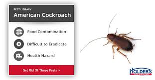How do i keep cockroaches out of my apartment if my neighbor has them? American Cockroach Types Facts How To Identify American Cockroach Control Holder S Pest Solutions