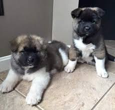 Find akita puppies for sale. Akita Puppies For Sale East Los Angeles Ca 115951