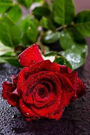 Red yellow flower rose or adenium on black background with copy space. Red Rose Wallpaper Wild Country Fine Arts