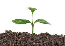 This time may change in cold weather. Learning How To Grow A Lemon Tree From Seeds Garden Eco