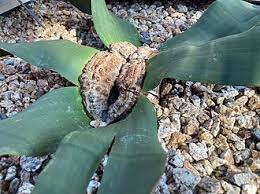 Image result for Embelia welwitschii