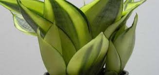 Sansevieria trifasciata is native to tropical africa. Sansevieria Species Bird S Nest Snake Plant Good Luck Plant Sansevieria Trifasciata Golden Hahnii