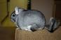 Image of How old can a chinchilla live?
