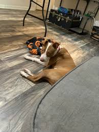 Free/Rehoming puppies and pets in South Carolina (no scammer edition)