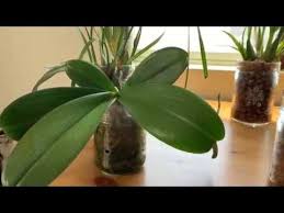 The Slow Release Fertilizer Experiment Semi Hydroponics Youtube Hydroponics Fertilizer Orchids