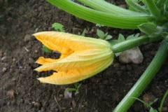 In my garden, the squash flowers open in the wee hours of daylight and are closed up well before noon, so i have to act early and fast if i want to try pollinating. Watermelon Flowers Top Facts Tips