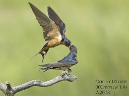Barn Swallows Look After Each Other And The Partners Stay Together For Good It Is Amazing How Strong Relationship They Hav Barn Swallow Animals Animal Kingdom