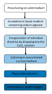 Encapsulation is an attempt to create software that is more reusable and more scalable. Schematic Diagram Of The Encapsulation Dehydration Cryopreservation Method Download Scientific Diagram