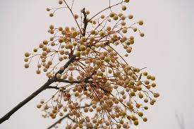 Image result for Melia azedarach