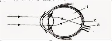 Finally, an unlabeled version of the diagram is included at the bottom of the page, in color and black and white. The Diagram Below Represents A Structure Found In A Leaf Study The Same And Answer The Questions Which Follow I Name The Parts Labelled A And B Ii What Is The Biological Term