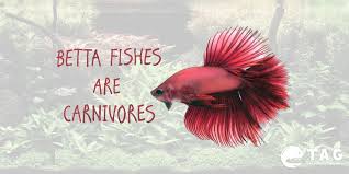 It is much healthier to feed your betta pellets that you have left to soak. Betta Fish Series Betta Fish Food Guide
