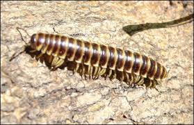 Different types of insects for kids. Insects Spiders Centipedes Millipedes Everglades National Park U S National Park Service