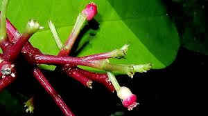 Image result for Pisonia aculeata