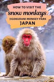How To See Snow Monkeys At Jigokudani Monkey Park Japan Monkey Park Jigokudani Monkey Park Japan