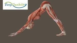 Downward dog is one of the few yoga poses that strengthens and stretches almost every muscle in the body. How To Downward Facing Dog Yoga Muscle Animation Easyflexibility Youtube