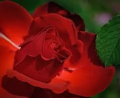 Grohman's greenhouse and flowers is your local saginaw, mi florist offering local delivery of category flowers and gifts. Fels Flowers Crafts Saginaw Mi 7880 Luann St Florists Flower Delivery