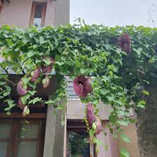 Image result for Aristolochia littoralis