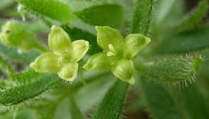 Image result for Galium