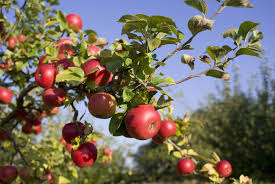 Apple Tree Harvest 4247767 3872x2592 All For Desktop Apple Tree Care Tree Care Growing Fruit Trees