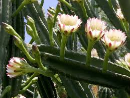 (trichocereus/echinopsis, peniocereus, discocactus, etc.) does not have to be in bloom. Cereus Repandus Peruvian Apple Cactus World Of Succulents Types Of Succulents Plants Cactus Garden Flowering Succulents