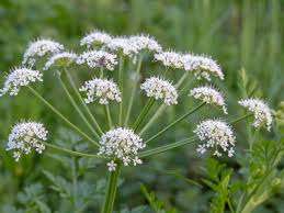 Image result for Oenanthe