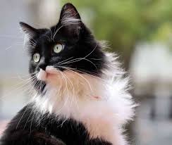 Smokin Kedi Cinsi 2020 Smokin Kedi Tekir Kediler Sevimli Kediler