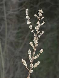 Image result for Solidago