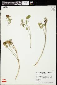 Image result for Trifolium baccarinii