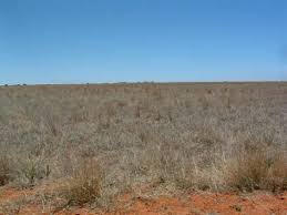 Image result for Sporobolus bechuanicus