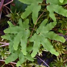 Image result for Lygodium