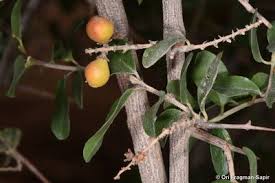 Image result for Centemopsis trinervis