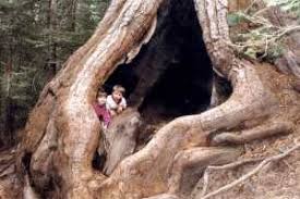 Looking for the ideal sequoia national park gifts? Stony Creek Lodge